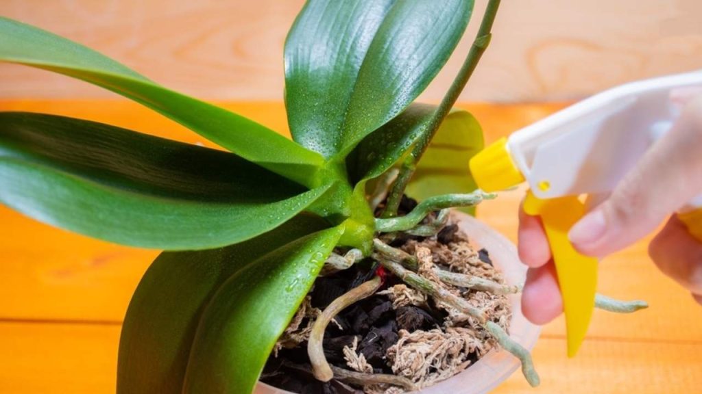 Postrek orchidey jemným roztokom peroxidu vodíka na prevenciu plesní.