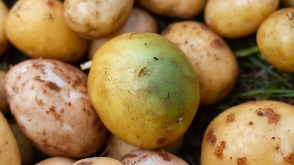 Zemiak so zelenými škvrnami vzniknutými pôsobením svetla.