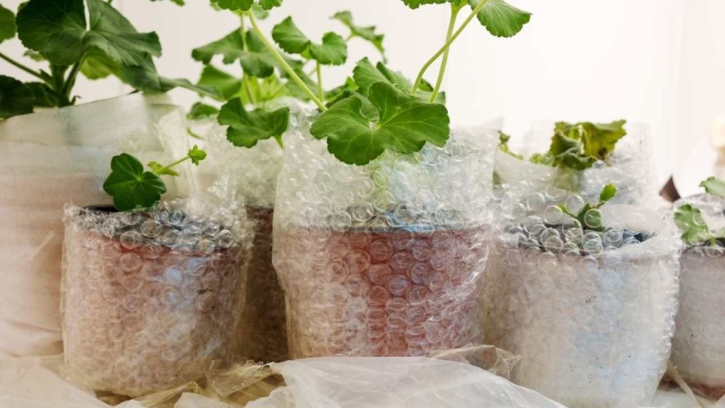 Kvetináče obalené bublinkovou fóliou ako ochrana rastlín pred zimou.