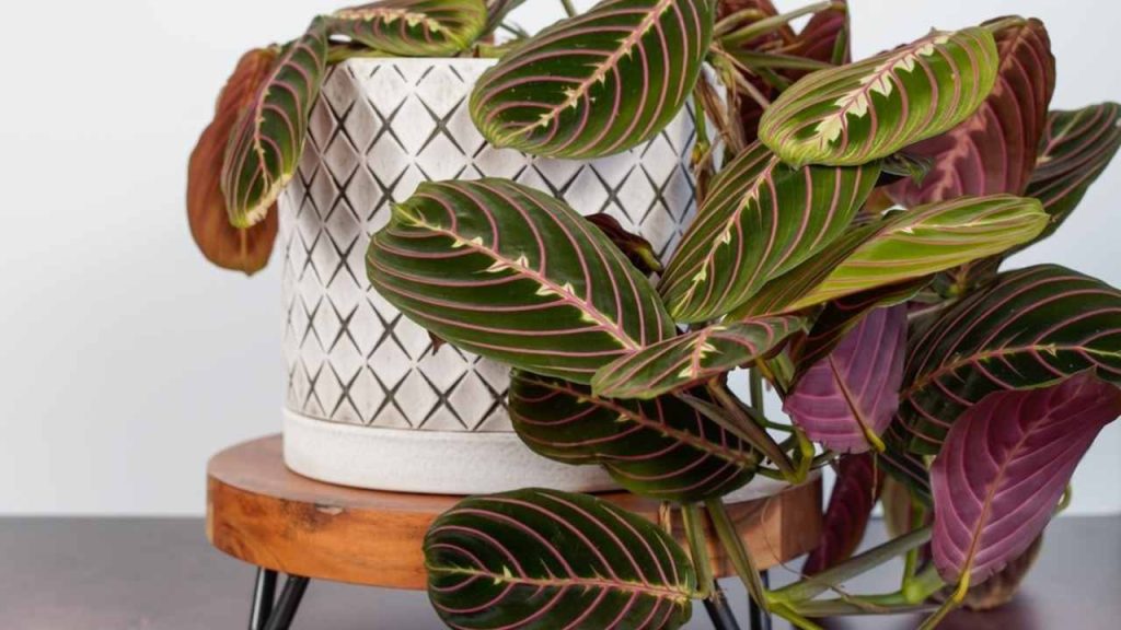 Maranta rebernatá v kvetináči na drevenom podstavci – izbová rastlina s pestrými listami.
