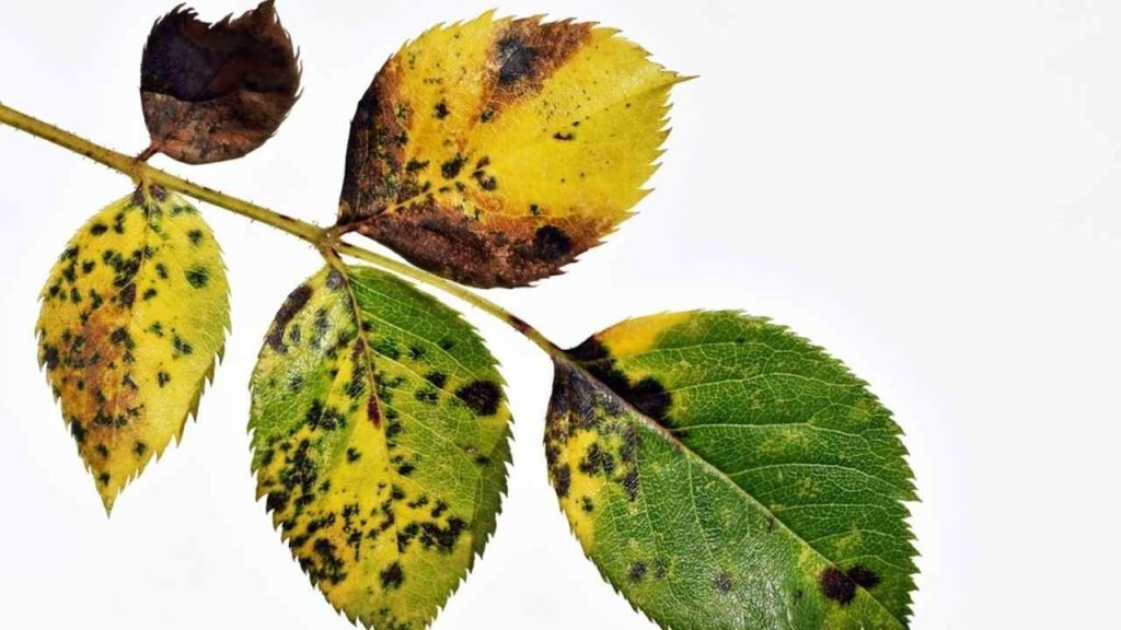 Jesenné listy so znakmi hubovej choroby – čierne škvrny typické pre infekciu rastlín.