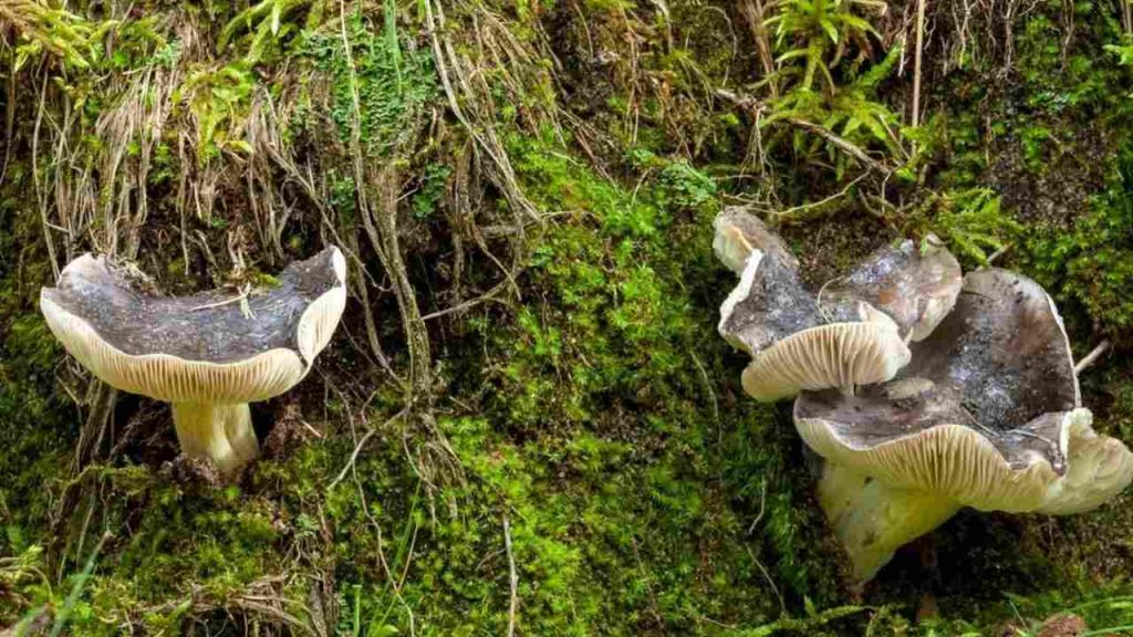 Čírovka sivá (Tricholoma portentosum) rastúca v machu v listnatom lese počas jesene.