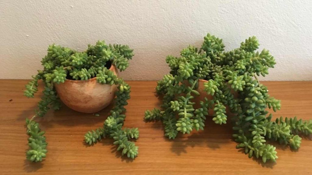 Rozchodník morganov (Sedum burrito) v črepníkoch s previsnutými dužinatými výhonkami.