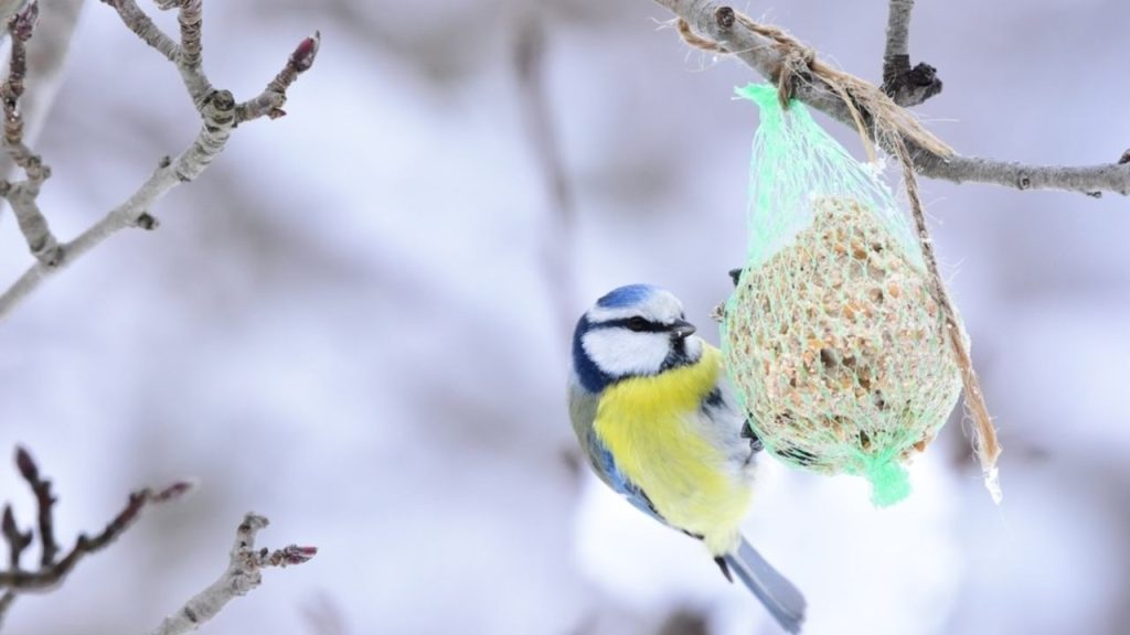 Sýkorka belasá počas zimy na tukovej guli zavesenej na konári