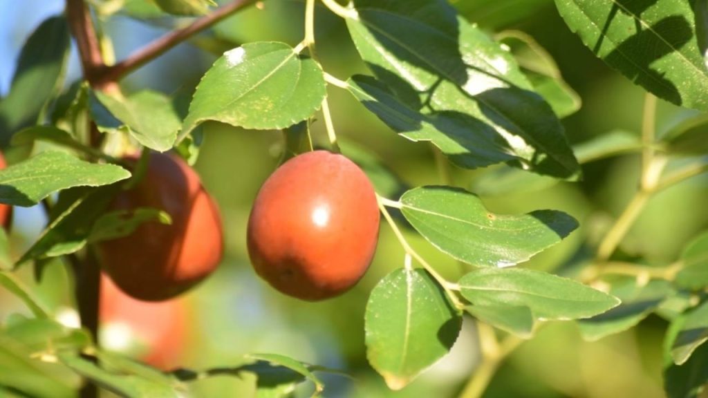 Čerstvé plody jujuby na vetvičke stromu