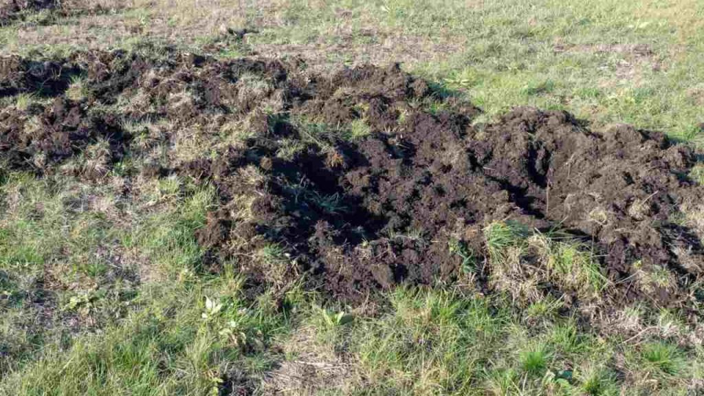 Rozrytá pôda a poškodené záhony po návšteve diviakov