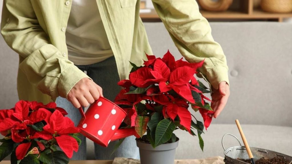 Žena zalieva vianočnú ružu v črepníku červenou kanvicou s bielymi bodkami