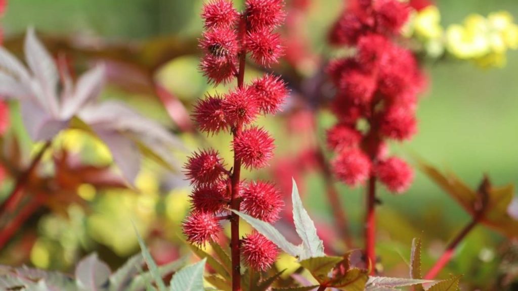 Ricín obyčajný vysadený pri záhonoch ako odpudzovač krtkov