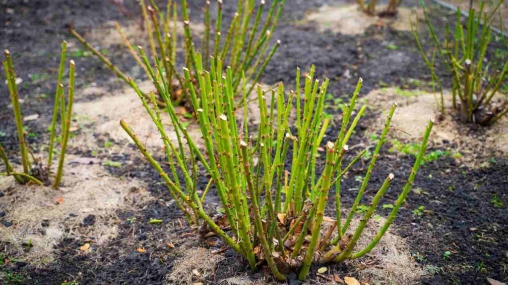 Ružové kríky po prerezaní, pripravené na zimu, s ochránenou pôdou okolo koreňov.