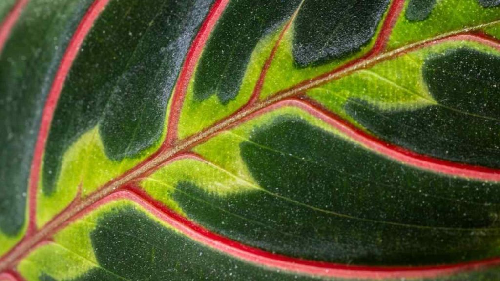 Detail listov maranty s výrazným červeným žilkovaním.