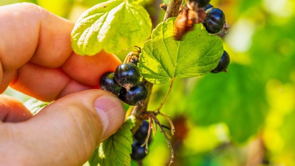 Zrelé čierne ríbezle na kríku v záhrade