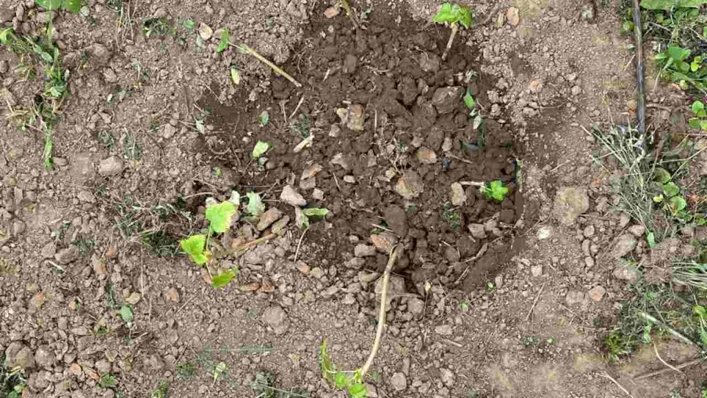 Čerstvo zasadený krík čiernych ríbezlí v záhrade, pohľad zhora