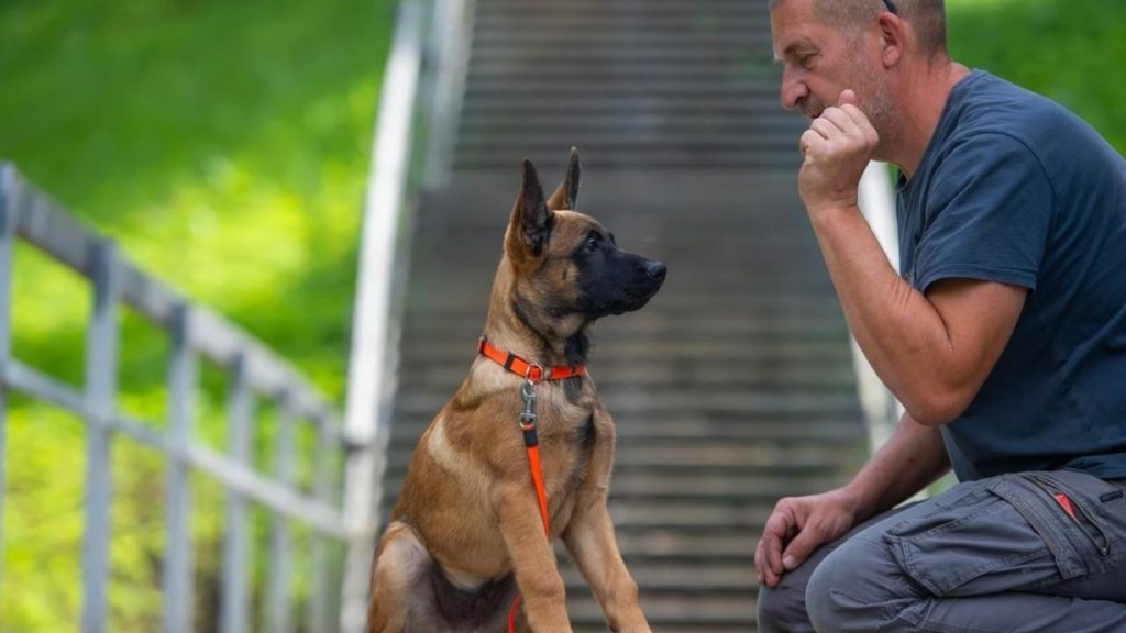 Pes reagujúci na povel ako príklad jeho sociálnej inteligencie