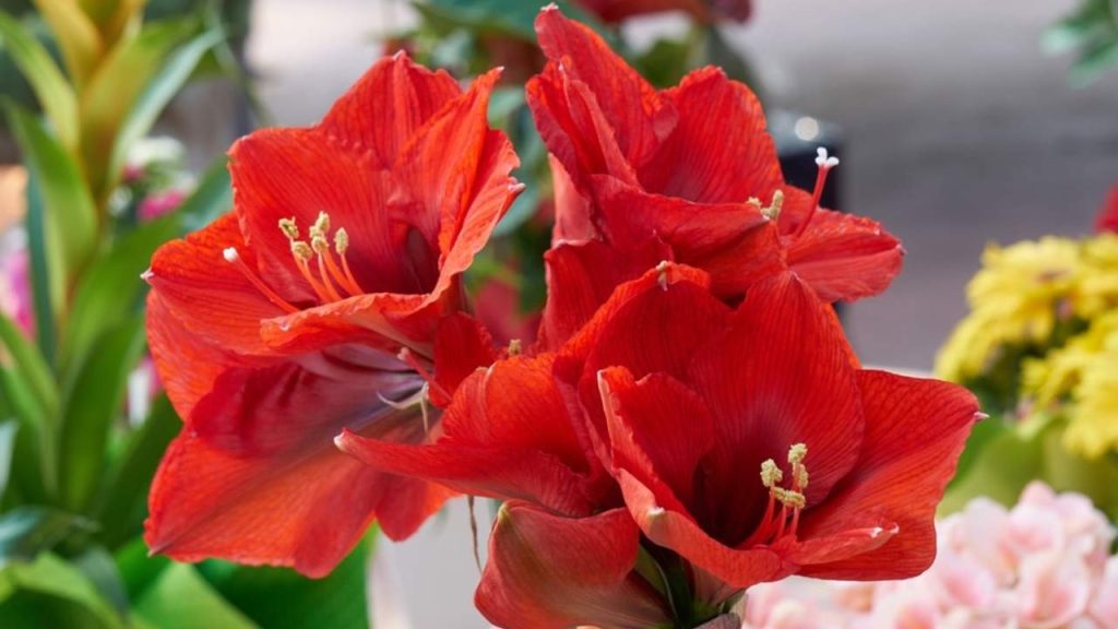 Kvitnúci červený amarylis v interiéri ako vianočná dekorácia