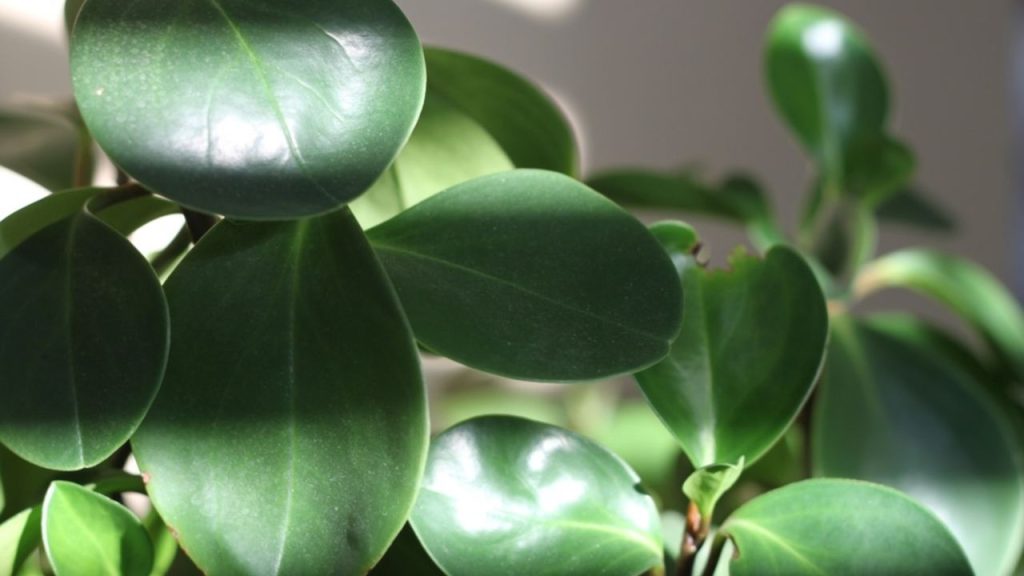 Lesklé mäsité listy peperómie