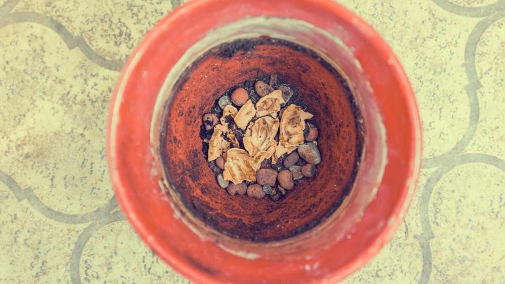 Škrupiny z vlašských orechov použité ako drenážna vrstva v kvetináči pri presádzaní rastlín