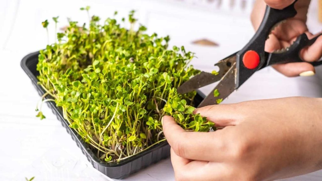 Zber mikrolistkov nožnicami pripravených na konzumáciu