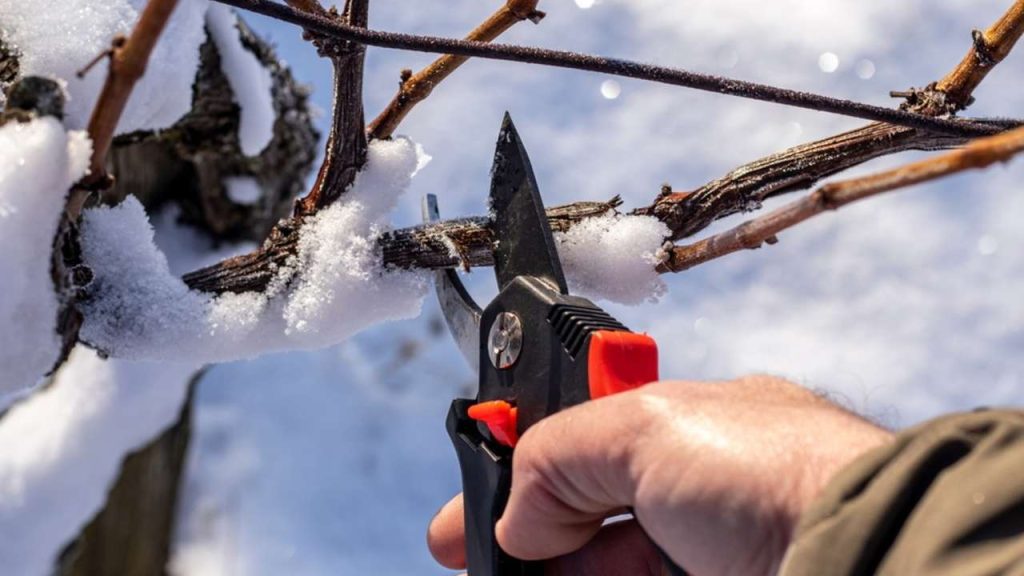 Zimný rez viniča záhradnými nožnicami počas vegetačného pokoja