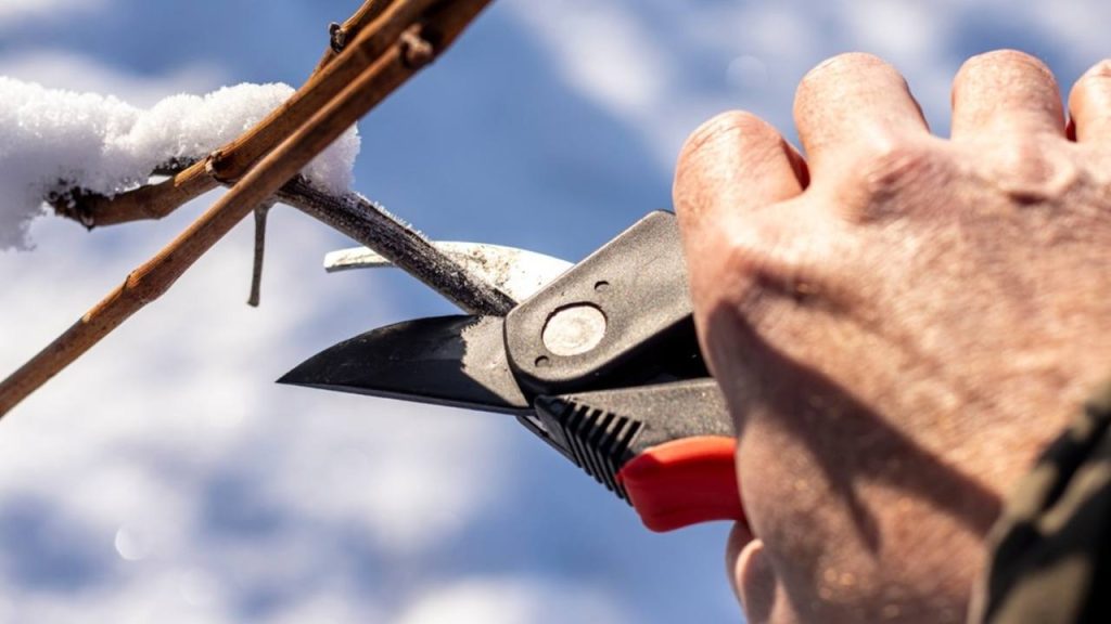Zimný rez viniča záhradnými nožnicami počas zimy