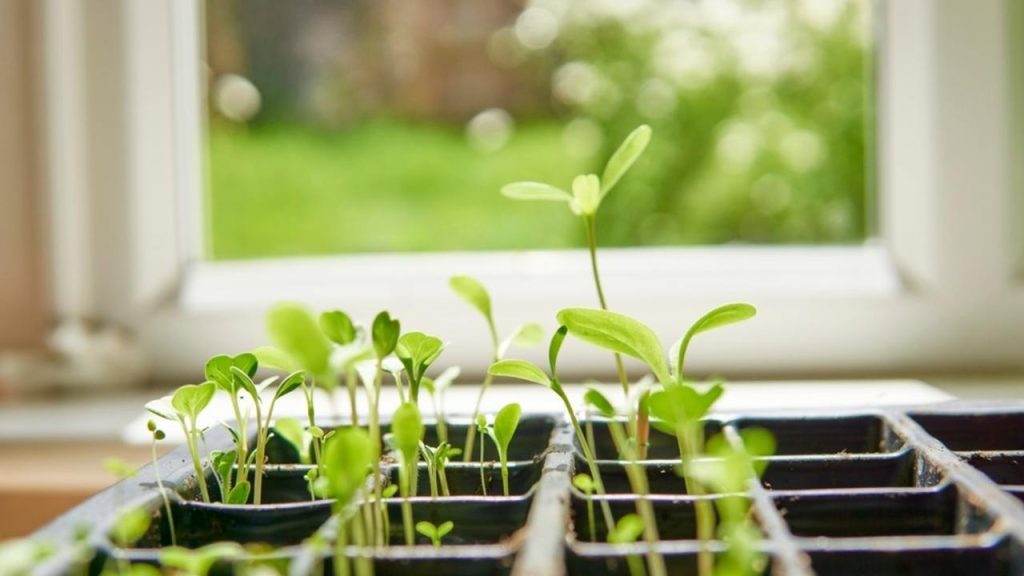 Mladé sadenice rastúce v jemnom pôdnom substráte pri okne