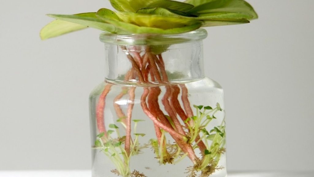 Zakoreňovanie peperómie vo vode z odrezaného výhonku