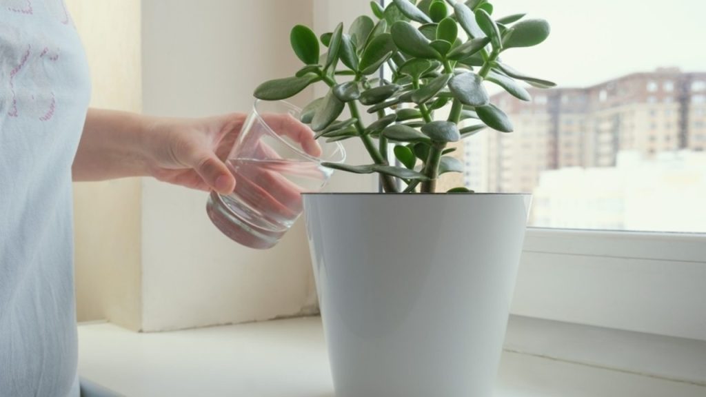 Polievanie tučnolistu v zime pri okne s prirodzeným svetlom