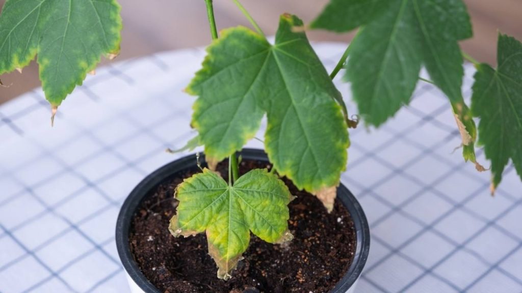 Črepníková rastlina so žltnúcimi listami ako prejav napadnutia zimnými škodcami