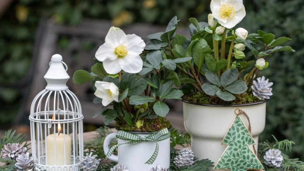 Vianočná dekorácia s čemericou čiernou v smaltovaných črepníkoch a svietnikom