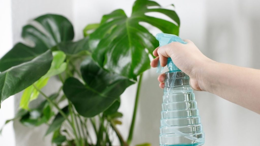 Postrek izbovej rastliny monstera pomocou fľaše s rozprašovačom pri domácej starostlivosti o listy.