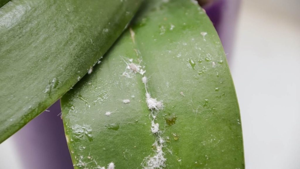 Múčnatky na liste orchidey s bielymi vatovitými chumáčmi