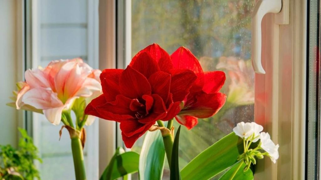 Amarylka v črepníku kvitnúca pri okne ako sviatočná vianočná dekorácia