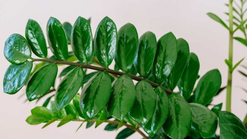 Dlhá vetva Zamioculcas v detailnom zábere pri prirodzenom osvetlení. Lesklé zelené listy odrážajú mäkké slnečné svetlo a odhaľujú bohatú textúru a štruktúru. Svieža, zdravá izbová rastlina, ktorá je ideálna na dekoráciu interiéru.