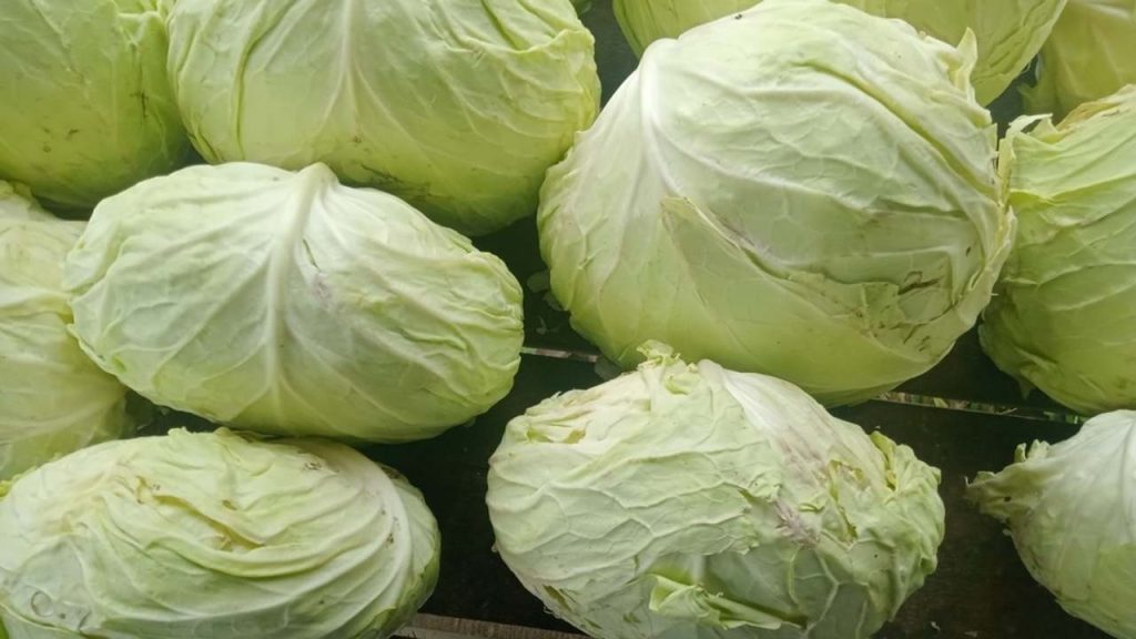 Čerstvé hlávky bielej kapusty naukladané na kope po zbere