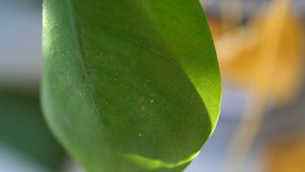 Strapky na liste monstery ako zimný škodca črepníkových rastlín
