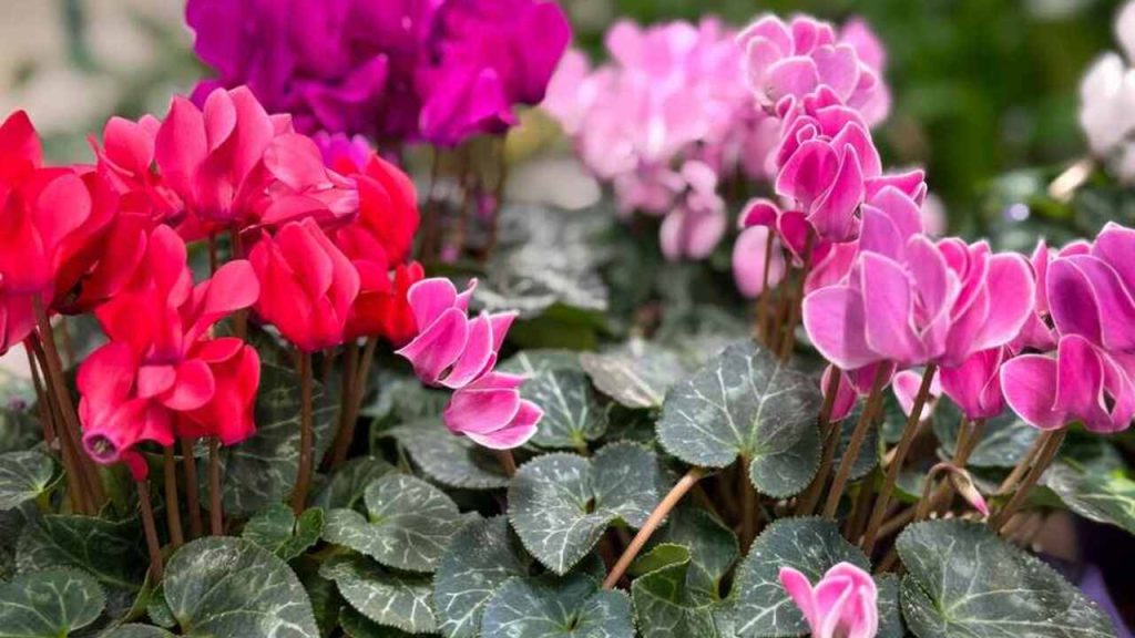 Kvitnúce cyklámeny (alpínske fialky) v rôznych odtieňoch ružovej a červenej