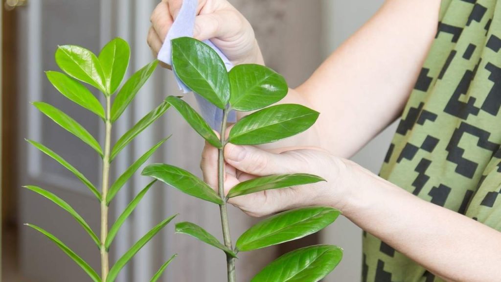 Kontrola spodnej strany listov črepníkovej rastliny počas zimnej starostlivosti