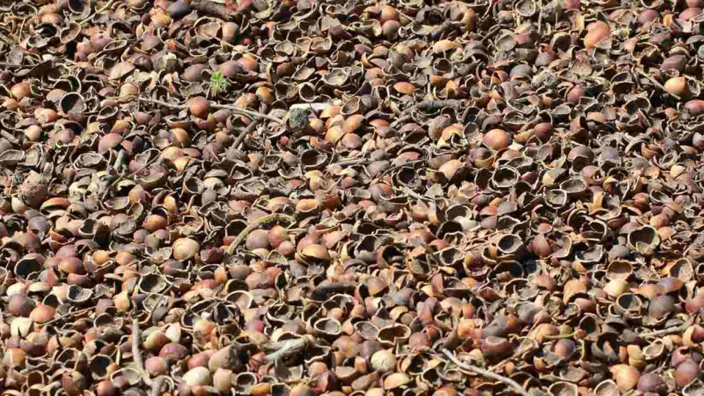 Škrupiny z lieskových orechov použité ako prírodný mulč na povrchu pôdy v záhrade