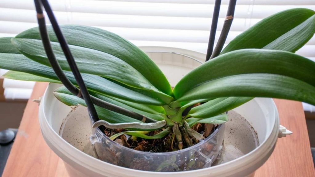 Zalievanie orchidey Phalaenopsis umiestnením kvetináča do hlbokej vody vo väčšej miske. Botanický a domáci kvetinový koncept. Zväčšený detail, rozmazaný pohyb a selektívne zaostrenie.