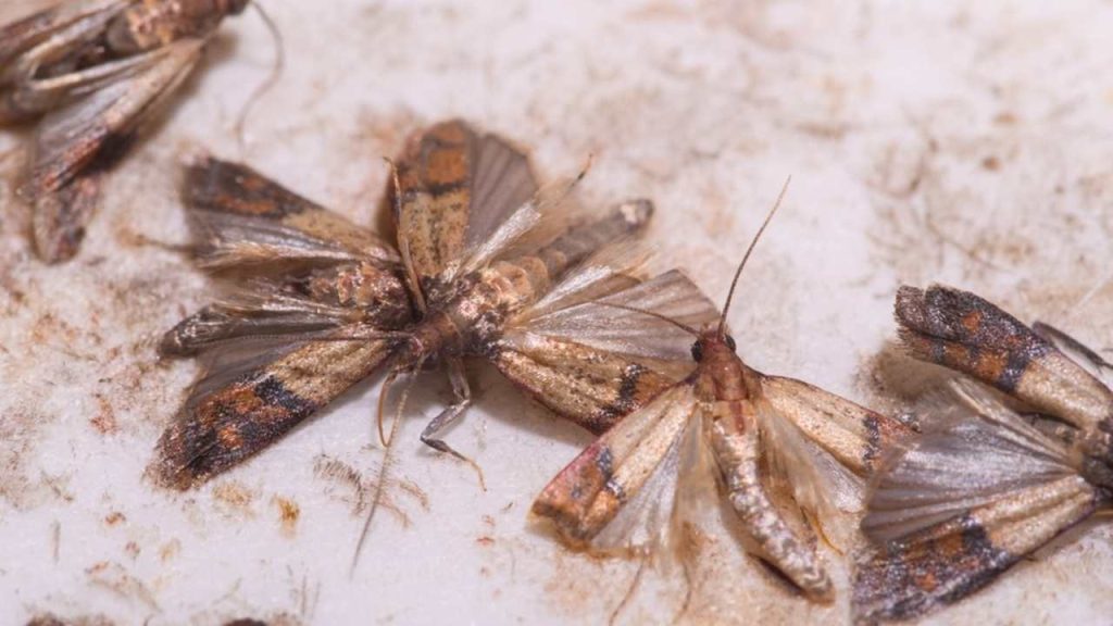 Potravinové mole zachytené na lepovej pasci v kuchyni