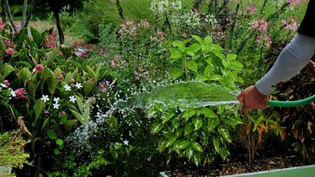 Osoba zalieva zelený záhon v záhrade pomocou hadice, voda dopadá na kvitnúce rastliny a sviežu zeleň