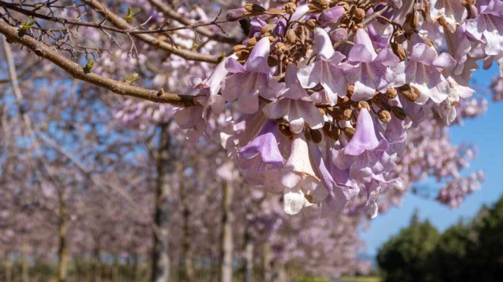Paulovnia plstnatá (Paulownia tomentosa) s fialovými zvončekovitými kvetmi na jar v záhrade