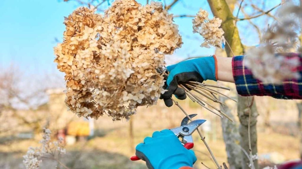 Strihanie odkvitnutej hortenzie záhradníckymi nožnicami počas zimného rezu
