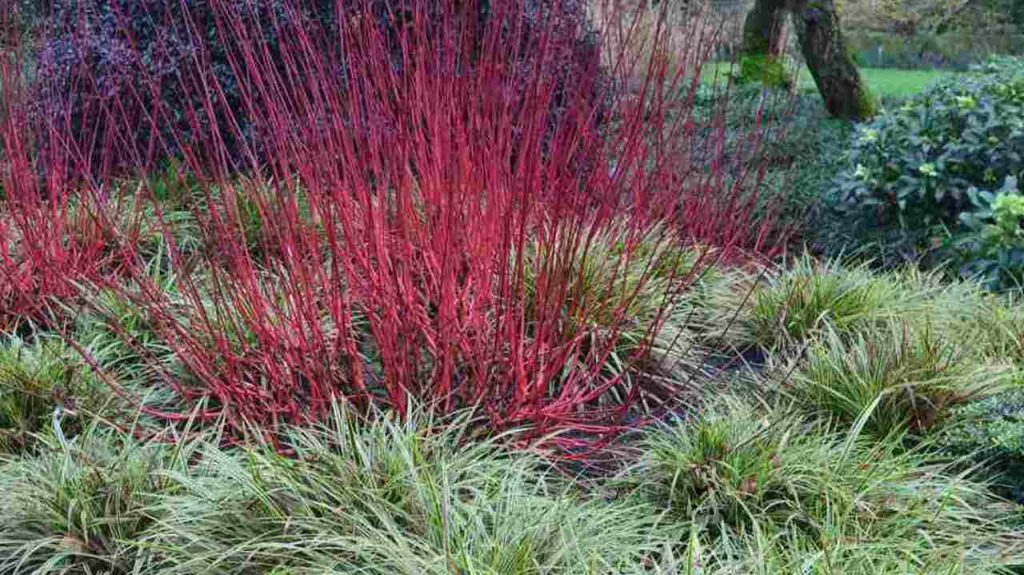 Drieň biely s výraznými červenými výhonkami počas zimného obdobia v záhradnej výsadbe