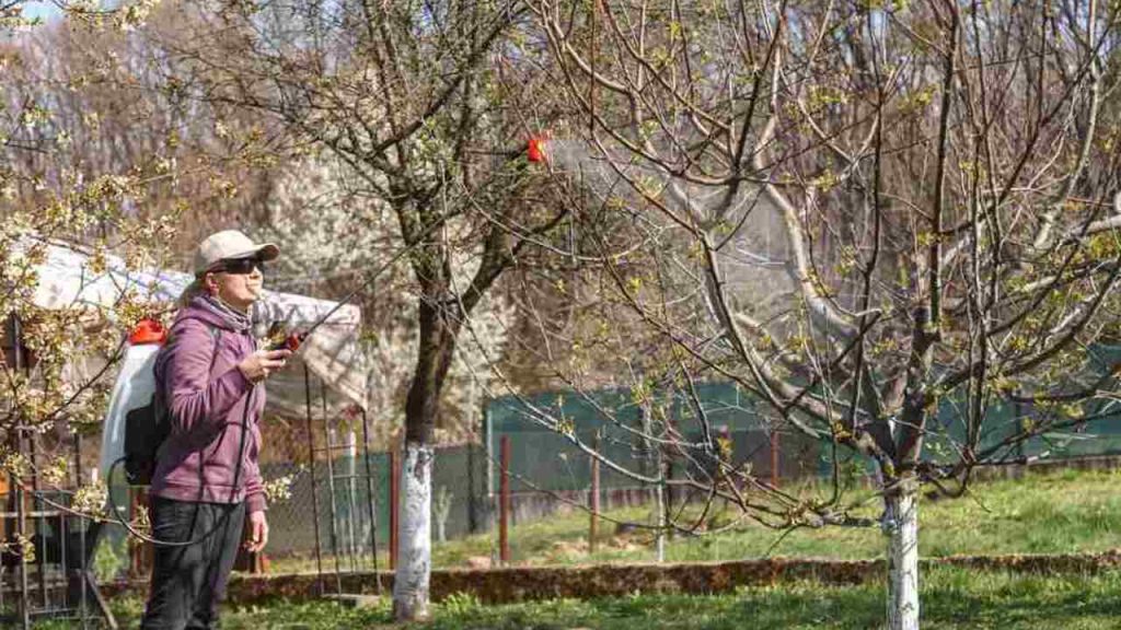 Záhradkár postrekuje ovocný strom ochranným roztokom v jarnej záhrade