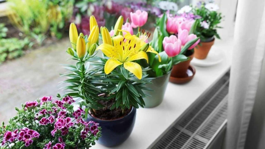 Mnoho krásnych kvitnúcich kvetín v črepníkoch na parapete v interiéri