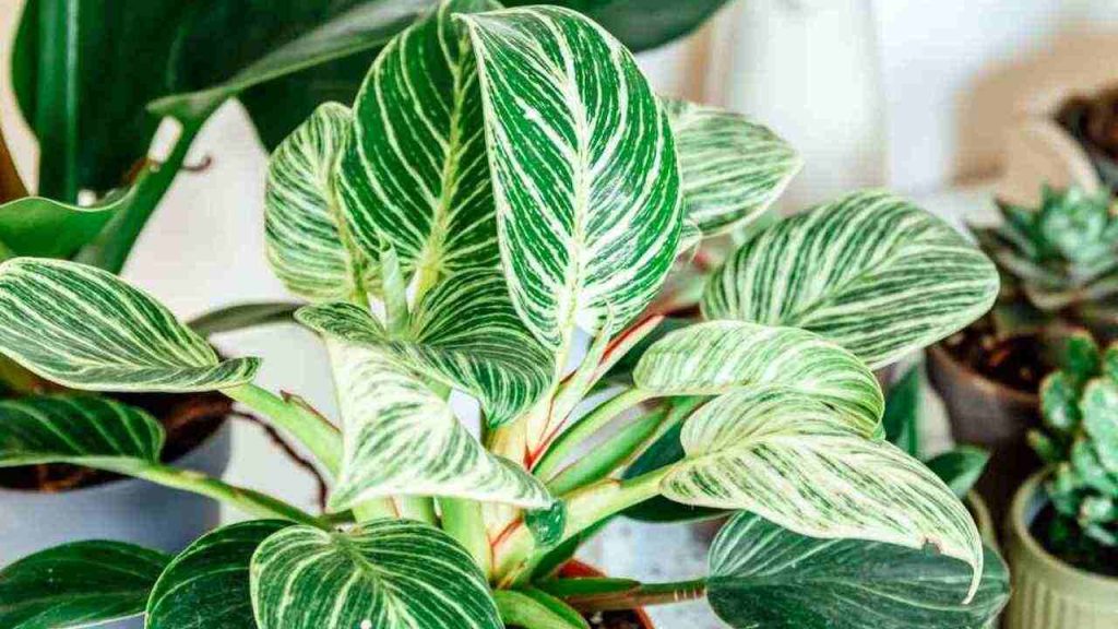 Pestrofarebný filodendron s výrazným bielo-zeleným žilkovaním listov pestovaný v interiéri
