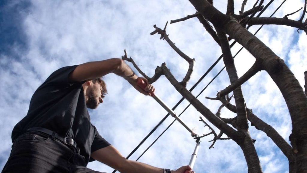 Zimné prerezávanie čerešne v ovocnom sade