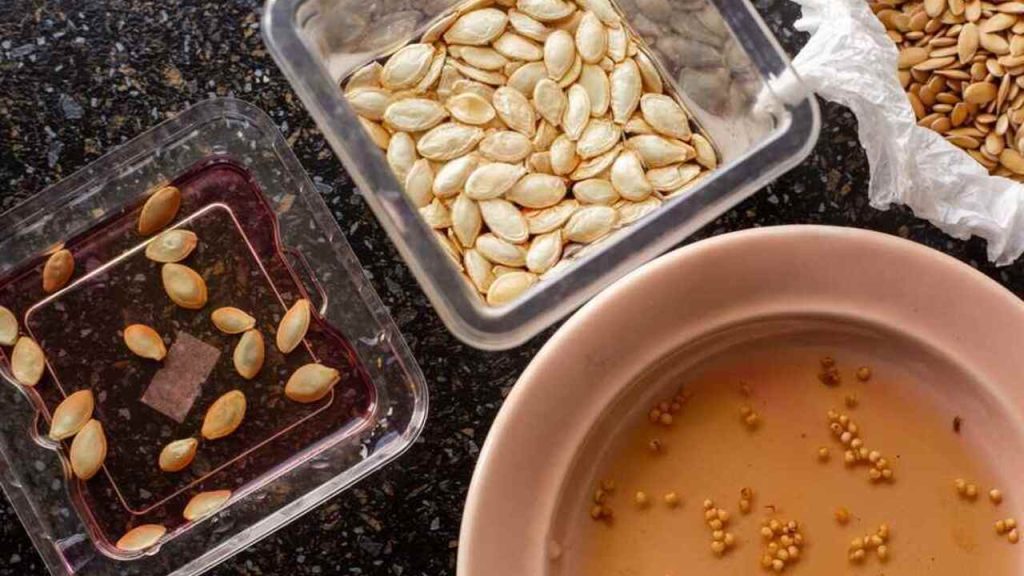 Tekvicové a iné semená namočené vo vode v miskách a nádobách pred výsevom