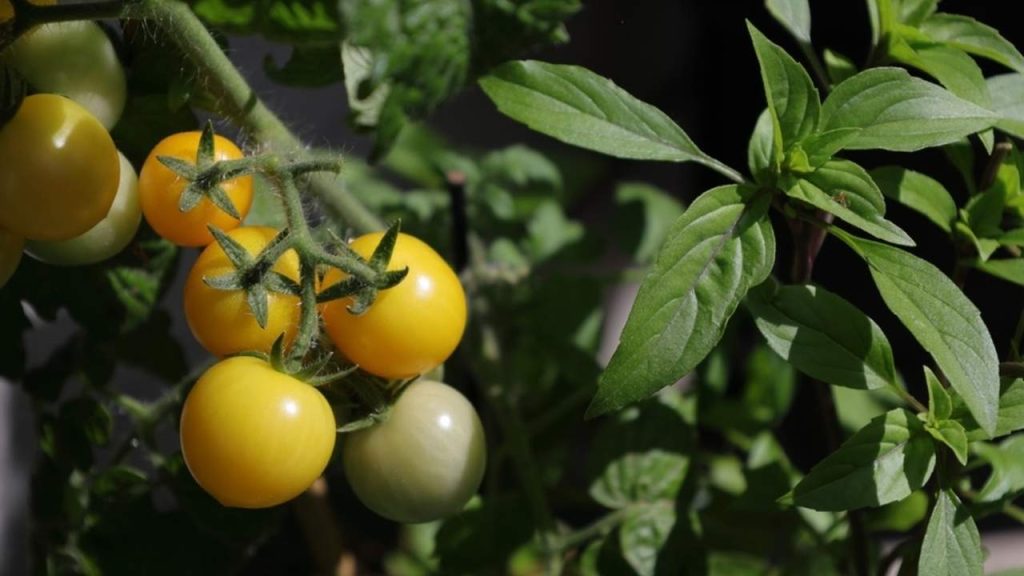 Paradajky a bazalka rastúce vedľa seba v záhone