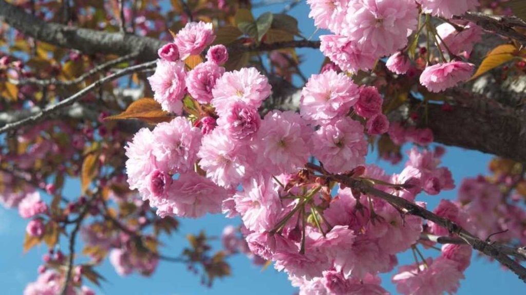 Čerešňa pílkovitá ‘Kanzan’ (Prunus serrulata ‘Kanzan’) s plnými ružovými kvetmi na jar proti modrej oblohe